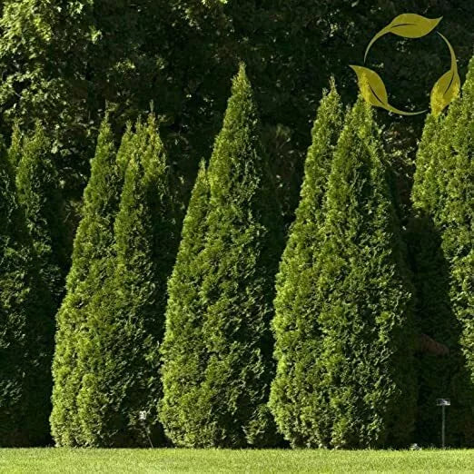 40 Oriental Arborvitae Tree Seeds for Planting, Platycladus orientalis, Evergreen, Hardy, Garden Landscaping