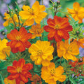Cosmos Seeds POLIDOR Mix Citrus Shades - Non-GMO Flower Seeds (100 Seeds) - Mother Nature's Seeds