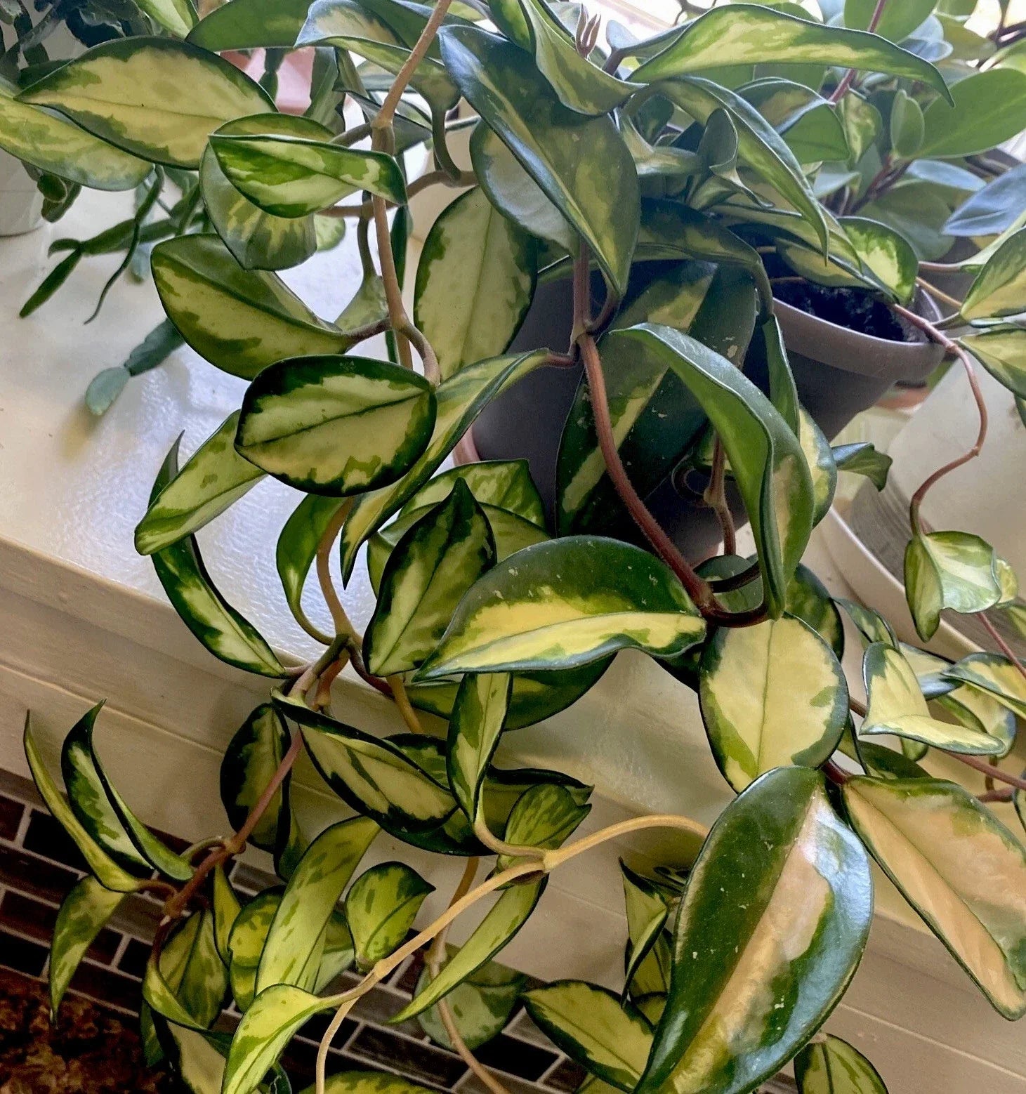 Hoya Krimson Princess Cuttings - 3 Inch Unrooted Cuttings - Tropical Houseplant (Hoya carnosa var. Krimson Princess)