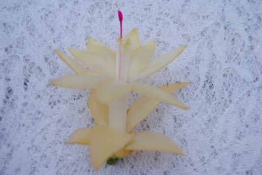 Christmas Cactus Starter Plant - Comet - Schlumbergera Truncata - Easy Care Indoor Succulent
