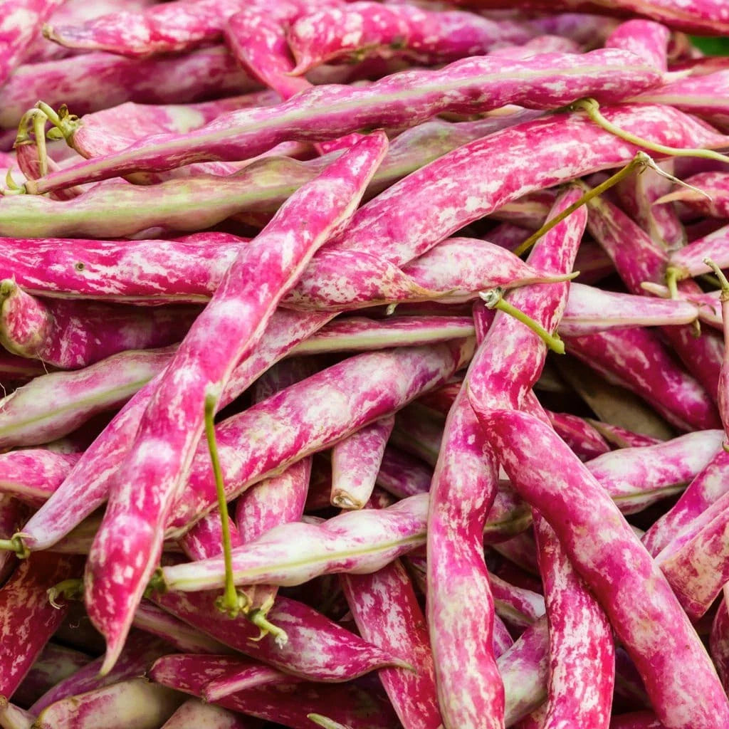 Pink Cranberry Bean Seeds - 20+ Count - Heirloom Variety (Phaseolus vulgaris) for 2025 Planting