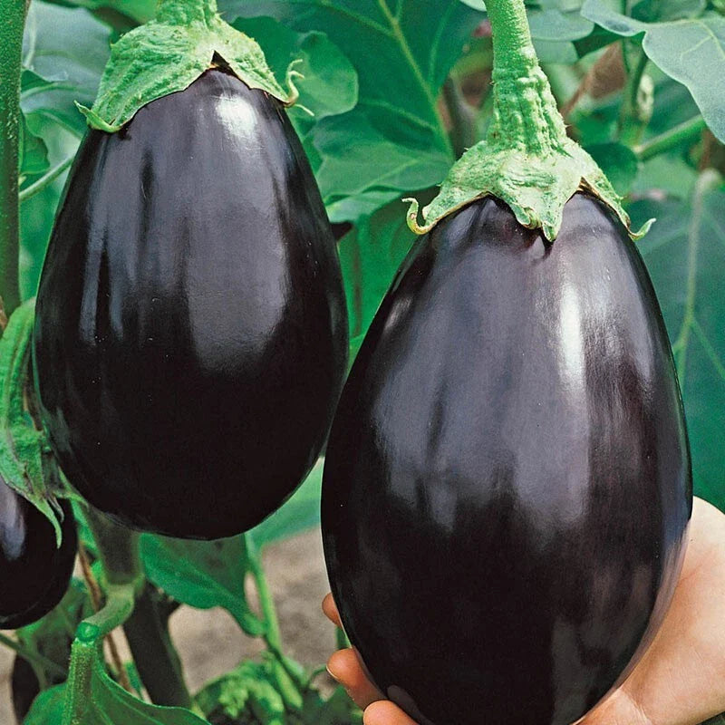 Black Beauty Eggplant Seeds - Organic Heirloom - NON-GMO - 100+ Seeds - Perfect for Home Gardening - Solanum melongena