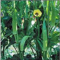 Okra Seeds, Heirloom Clemson Variety, Non-GMO, 25+ Seeds, Ideal for Home Garden, Abelmoschus esculentus