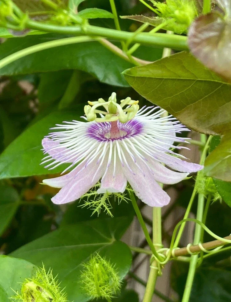 Passiflora Vine Cuttings 20 Pieces 7 Inches Butterfly Host Plant (No Roots, No Soil) - Passionflower Plant Cuttings