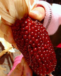 30+ Strawberry Ruby Corn Seeds - Heirloom Organic Popcorn - Sweet Rare Variety - Zea mays everta
