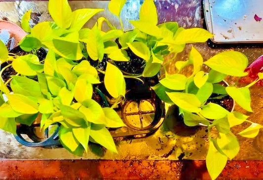 Neon Pothos Plant in 6 Inch Hanging Basket, Trailing Houseplant, Epipremnum aureum, Indoor Greenery, Easy Care
