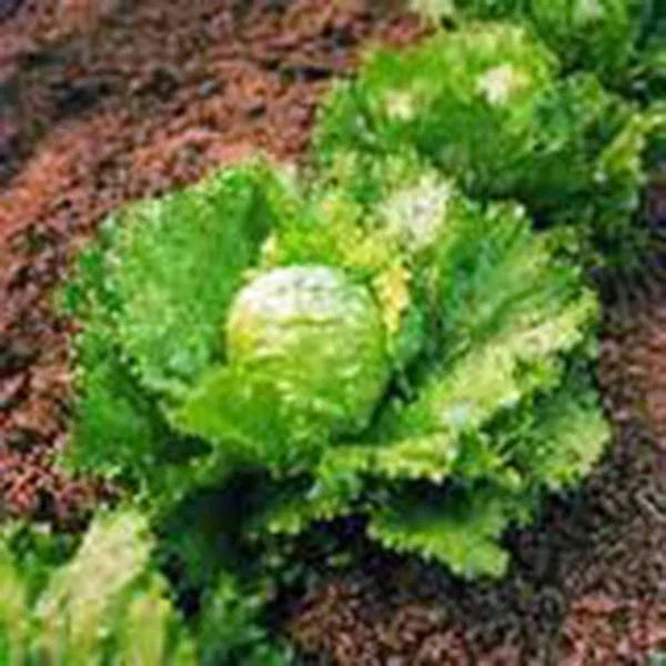 Iceberg Lettuce Seeds, Heirloom Variety, Non-GMO, 1000 Seeds - Lactuca sativa