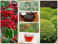 Yaupon Holly Bush Seeds | 40 Pack | Ilex vomitoria | USA Native Caffeine Tea Shrub