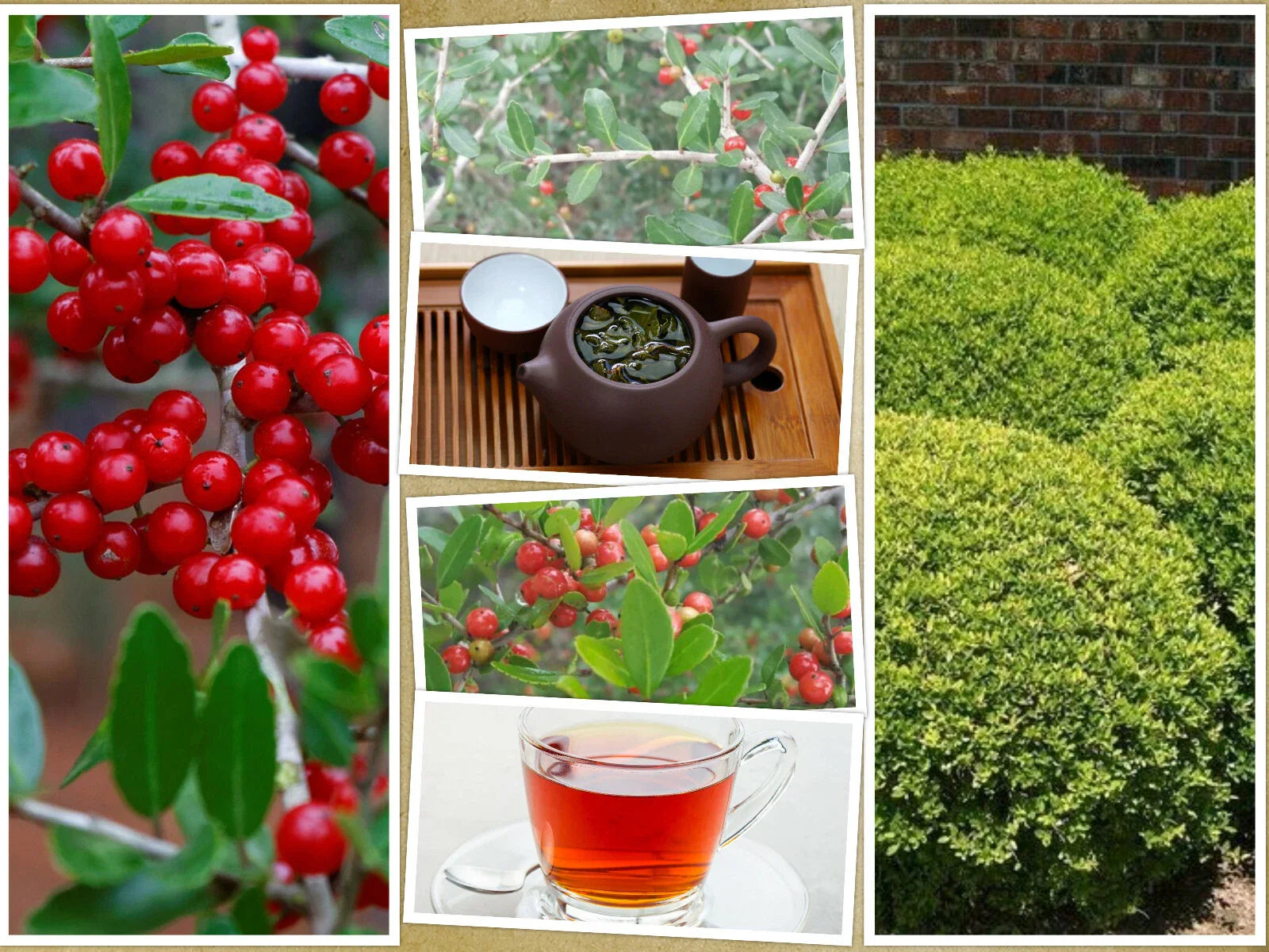 Yaupon Holly Bush Seeds | 40 Pack | Ilex vomitoria | USA Native Caffeine Tea Shrub