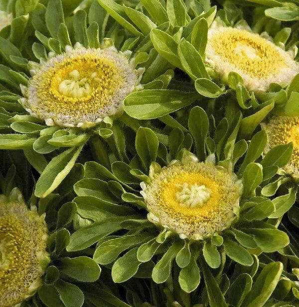 Aster Seeds - 'Hulk' Variety, 25 Seeds, Perennial Flower, Asteraceae Family