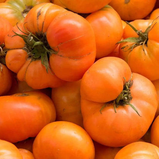 Amana Orange Tomato Seeds, Rare Heirloom, NON-GMO, Multiple Sizes, Solanum lycopersicum