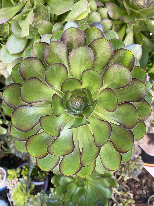 Aeonium Arboreum Rosette Cuttings 5-7 Inch Diameter, Succulent Plant, Indoor/Outdoor Gardening, Green Foliage