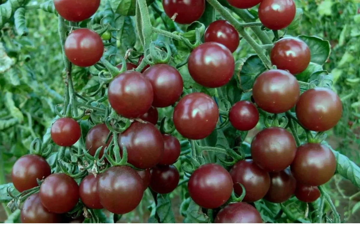 Chocolate Cherry Tomato Seeds - 120+ Heirloom Seeds - Super Sweet Variety - Rare Garden Seeds