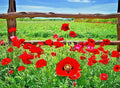 Red Corn Poppy Flower Seeds - 2000+ Pack - Native Wildflower for Garden or Container - Papaver rhoeas