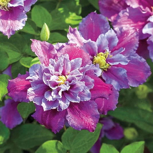 25 Piilu Clematis Seeds - Climbing Perennial with Plumeria Blooms - Clematis viticella - USA Seller