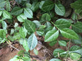 Wintercreeper Euonymus Plants - 6 Starter Plants - Evergreen Perennial Ground Cover - Euonymus fortunei