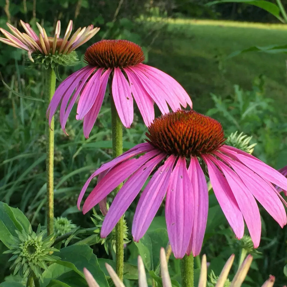 Echinacea Magnus Coneflower Seeds - Purple, Set of 20+ - Perennial - Echinacea purpurea