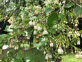 Farkleberry Tree Cuttings 10+ Extra Rare Vaccinium arboreum Organic Berry Plant