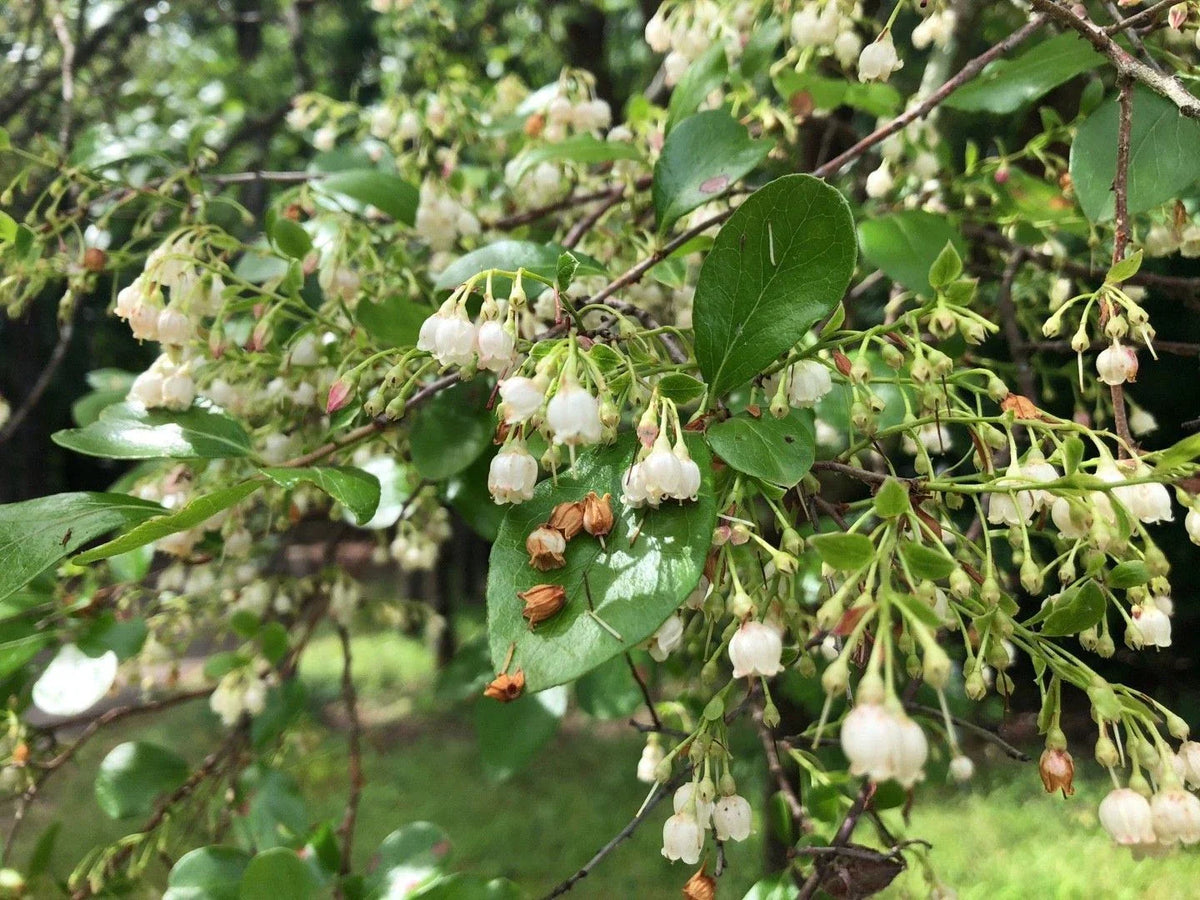Farkleberry Tree Cuttings 10+ Extra Rare Vaccinium arboreum Organic Berry Plant
