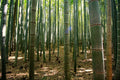 50 Gua Duo Zhu Bamboo Seeds - Clumping Privacy Plant for Garden Shade Screen - Bambusa spp.