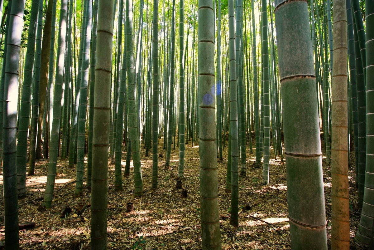 50 Gua Duo Zhu Bamboo Seeds - Clumping Privacy Plant for Garden Shade Screen - Bambusa spp.