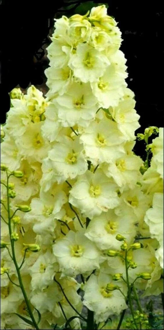 Yellow Delphinium Seeds - 50 Perennial Garden Flower Seeds - Delphinium spp. - USA Seller