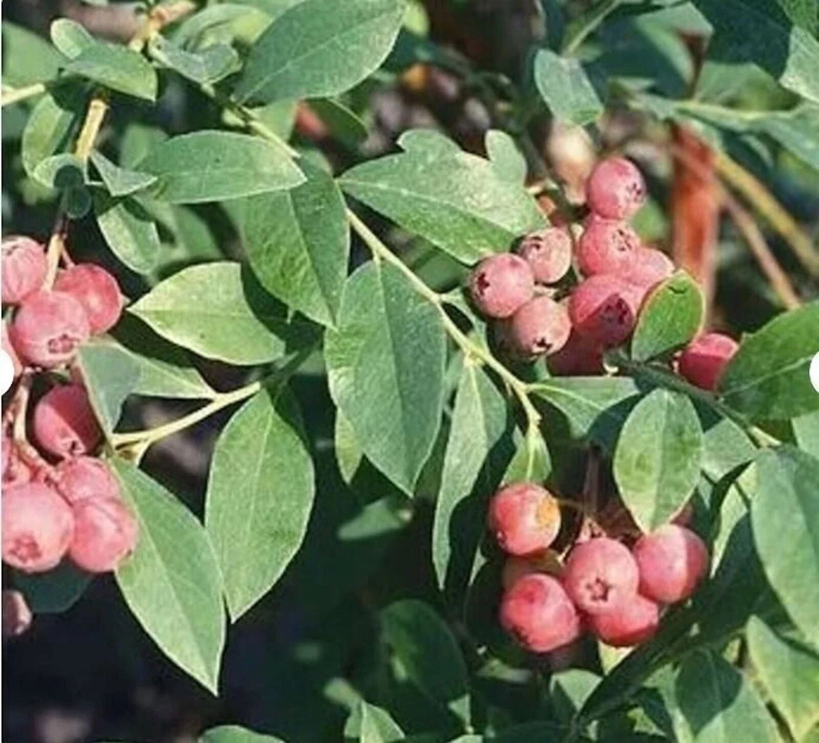 Florida Rose Blueberry Starter Plant - 5 Pack - Edible Fruit - Vaccinium spp. - Rabbiteye Hybrid - Pink to Red Berries