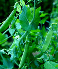 Sugar Snap Pea Seeds 100+ Count Garden Seeds Pisum sativum Organic Heirloom Non-GMO