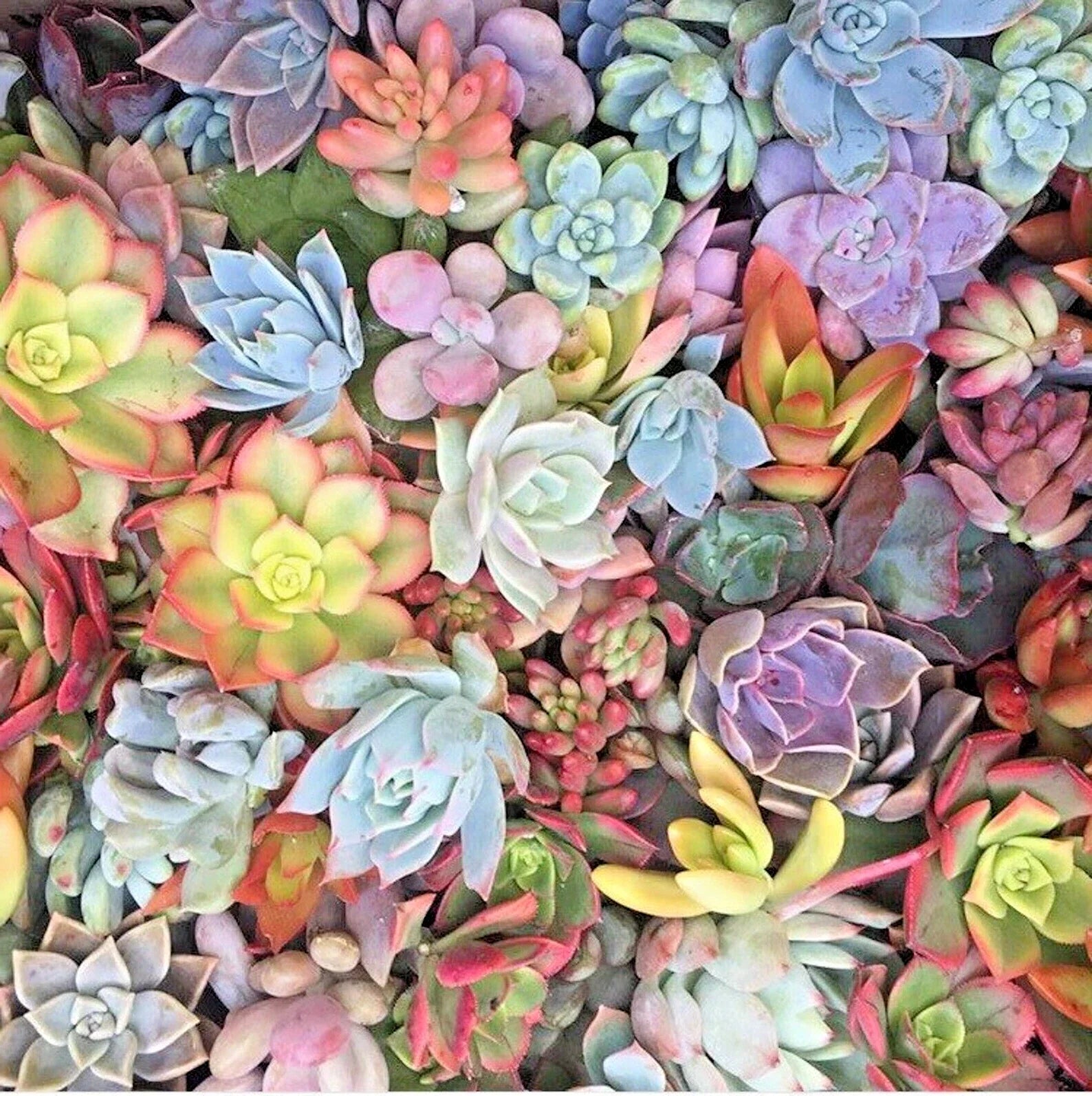 Mixed Succulent Cuttings 1-2" Live Plants Collection - 15 Varieties of Unrooted Succulents for Propagation and Crafting