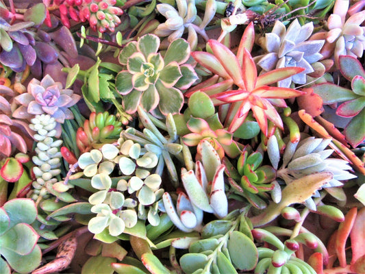 Large Succulent Cuttings - 50 Pieces, 25 Varieties, 2+ lbs, Ideal for Crafting and Arranging, Perfect for Garden Decor