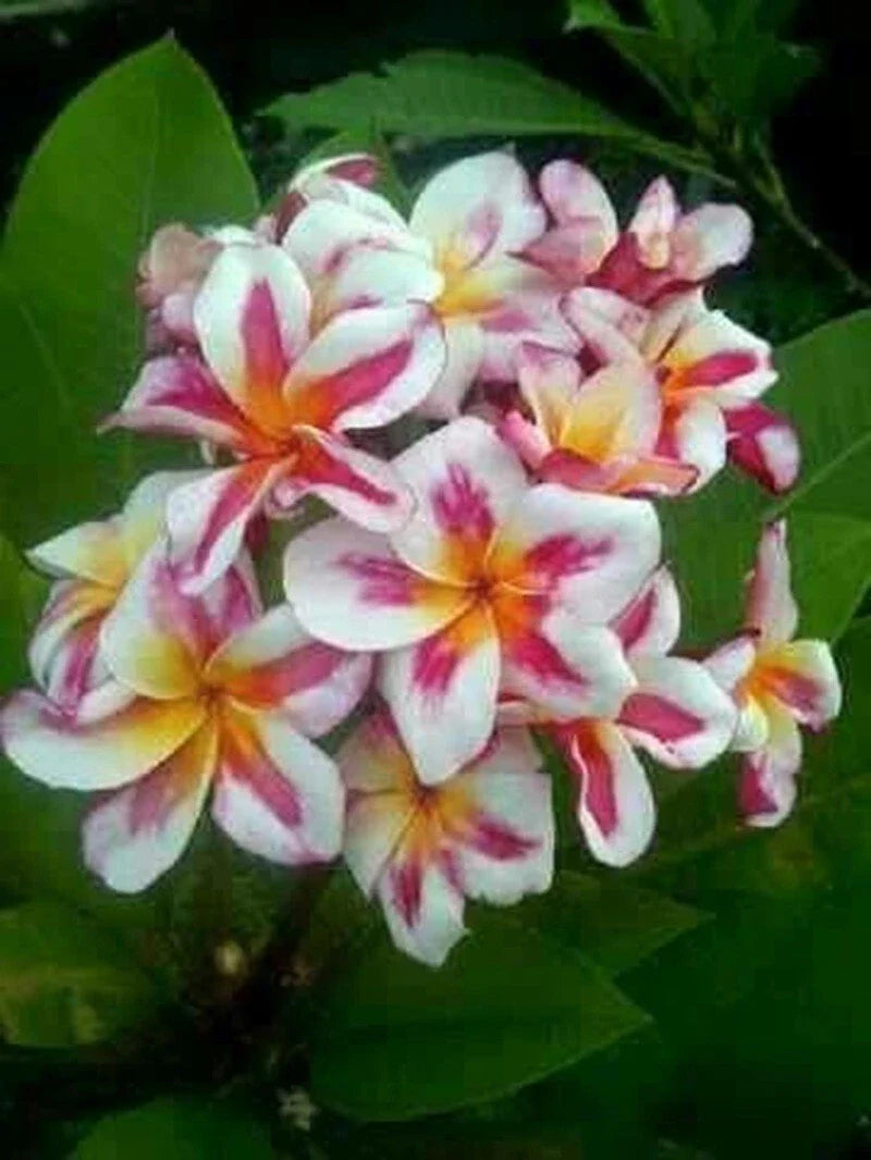 Plumeria Seeds - 5 Pack, Pink Yellow White Flower, Hawaiian Perennial, Frangipani