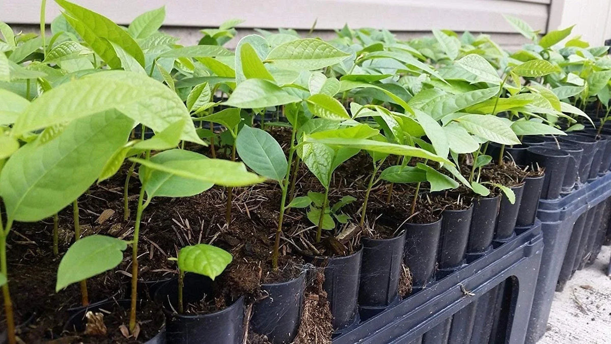 Pawpaw Tree Seedling - Live Plant - Asimina Triloba - 1 Per Order - No Ship to California