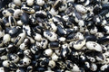 Calypso Bean Seeds for Planting, 20 Seeds, Delicious Variety, Phaseolus vulgaris