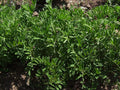Organic Black Lentil Seeds - 200 Non-GMO Seeds for Sprouting - Lens culinaris - Great for Home Gardening and Healthy Eating