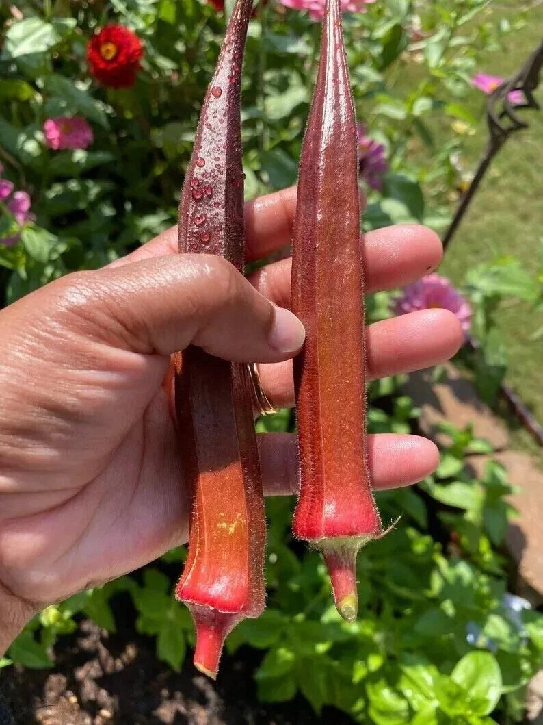 Red Burgundy Okra Seeds - 50+ Non-GMO Heirloom Seeds - Fresh Quality Garden Vegetable
