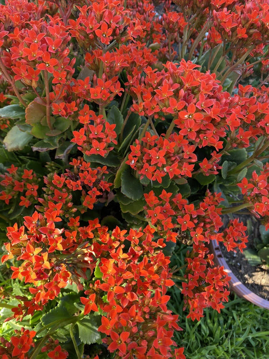 Organic Kalanchoe Cuttings, 3 Pack, Orange "Florist Kalanchoe," Kalanchoe blossfeldiana Succulent Plant