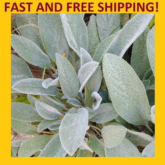 Lamb's Ear Plant - Live Rooted Perennials - Green Soft Leaf - Herbal Tea (4 Plants) - Stachys byzantina