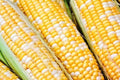 Sweet Corn Seeds - Temptess Variety - Fresh Organic Seeds - Zea mays