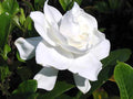 Heirloom Gardenia Bush 6" White Flowering Cape Jasmine Live Plant Gardenia Jasminoides