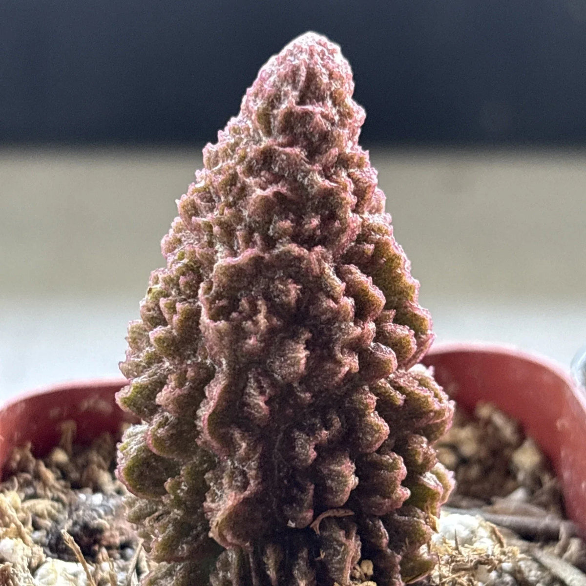 Adromischus marianae f. herrei Cactus Succulent Plant - Purple/Maroon Color - Drought-Tolerant - Easy Care - Live Plant