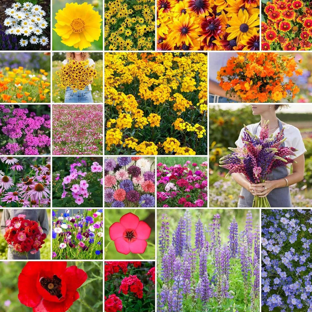 Northeast Wildflower Seed Mix, 1/4 lb, 120,000+ Seeds for Planting, Native Flower Varieties, Eco-Friendly Garden Mix