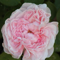 Climbing Rose Plant Cuttings - 3 Fresh Unrooted Cuttings, 6” Long - Auswith Variety (Rosa spp.)