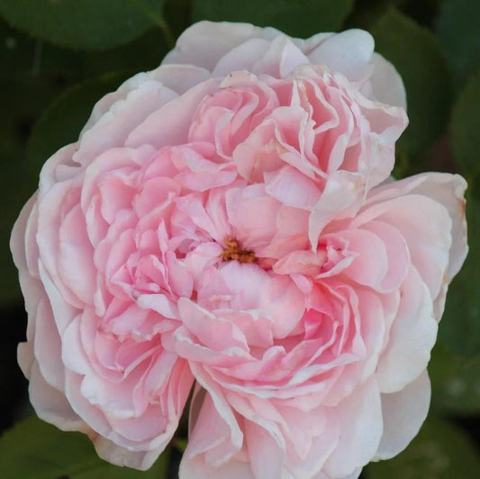 Climbing Rose Plant Cuttings - 3 Fresh Unrooted Cuttings, 6” Long - Auswith Variety (Rosa spp.)