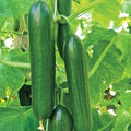 Heirloom Cucumber Seeds - Organic Non-GMO - Ashley Long Variety - Fresh Vegetable Seeds