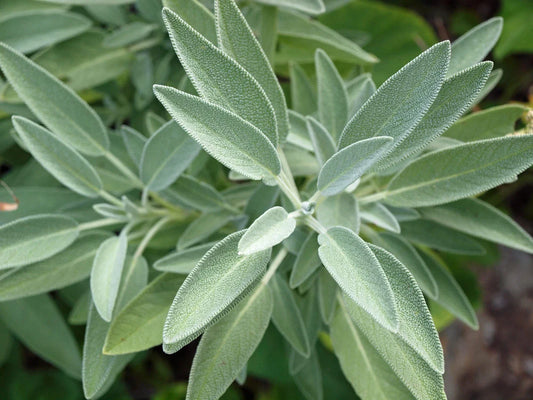 Broadleaf Sage Seeds - 250+ Pack - Perennial Herb - Salvia officinalis - Easy to Grow, Made in USA