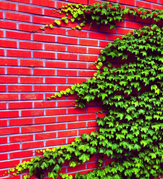 Boston Ivy Seeds - 50 Count - Easy to Grow Vine - Parthenocissus tricuspidata - Ships from Iowa, USA
