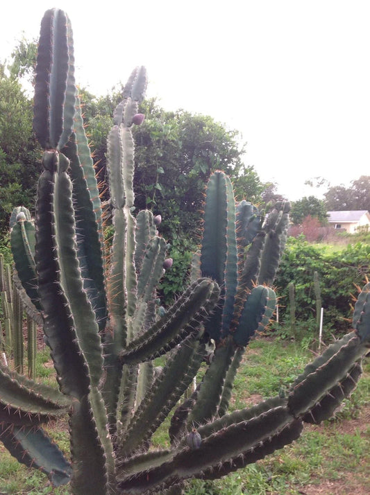 Cereus Peruvianus Repandus Seeds - 50 Peruvian Apple Cactus Seeds for Planting - Easy to Grow Cactus Seeds