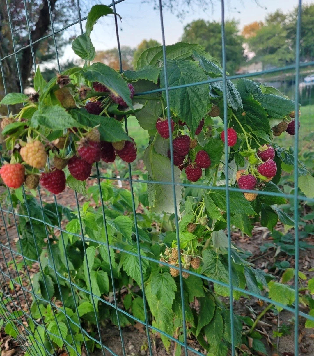 Thornless Raspberry Plant - Joan J Variety - Medicinal Plant - Rubus idaeus