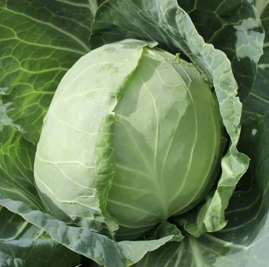 50 Organic Golden Acre Cabbage Seeds - Heirloom Non-GMO Vegetable for Easy Garden Growing (Brassica oleracea)