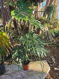 XXL Euphorbia tirucalli Pencil Cactus - African Milkbush 38" Tall in 5" Pot - Unique Indoor Plant Decor